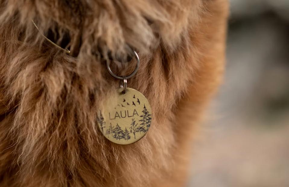 Pet Care Accessories