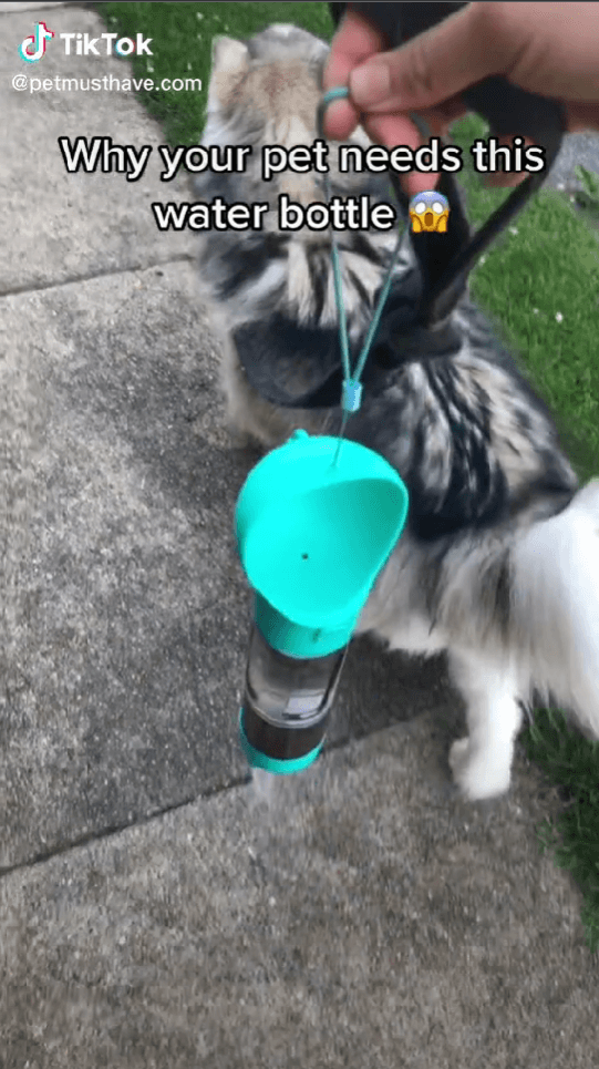 Dog Water Bottle