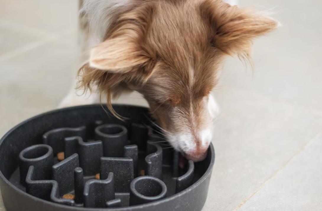 Pet Wellness & Premium Supplies