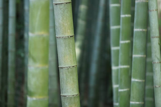 bamboo