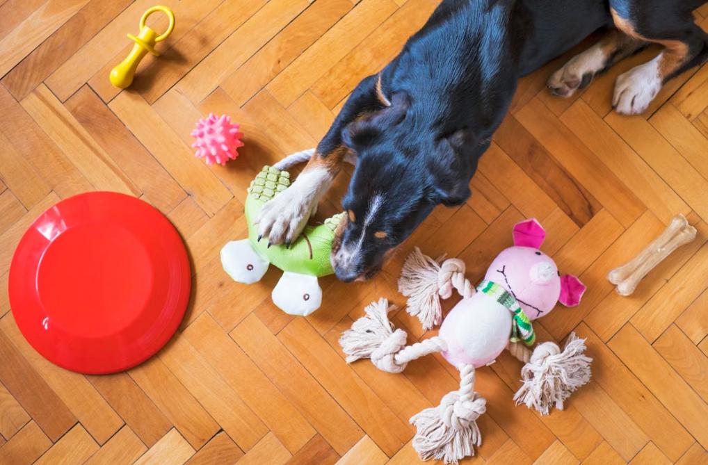 Pet Enrichment Toys
