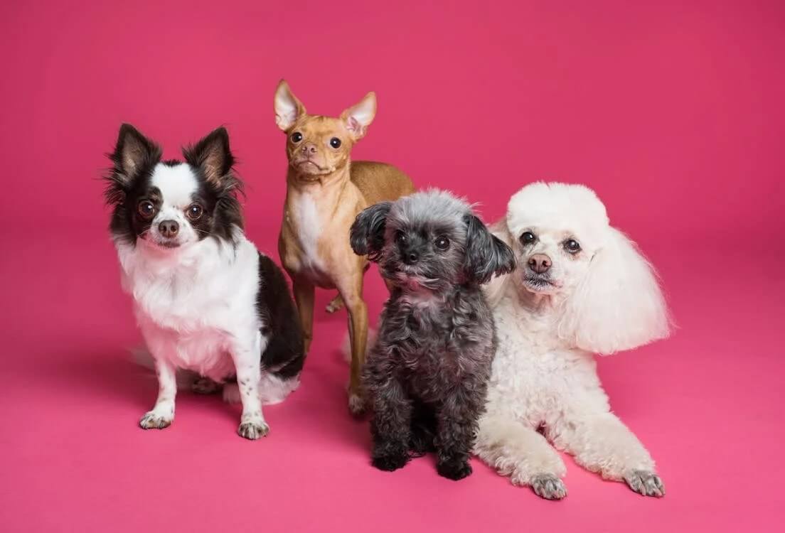 Pet Dropshipping