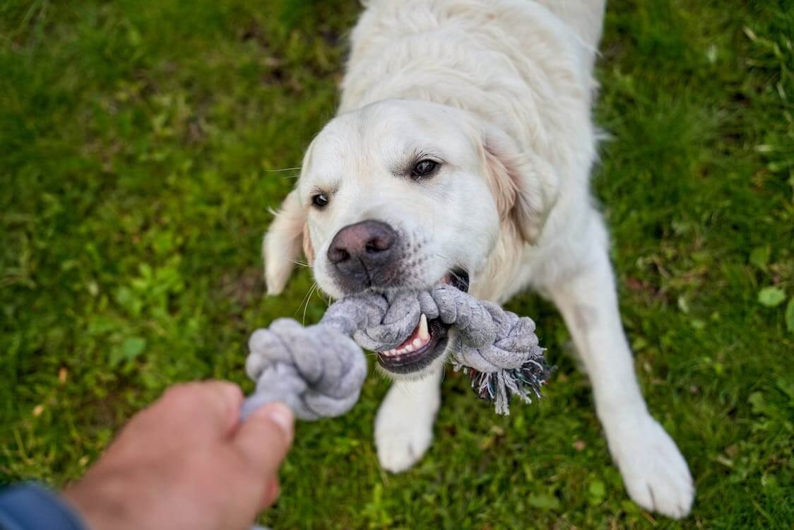 Top Pet Products