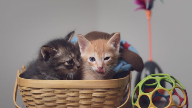 how to start a pet dropshipping business