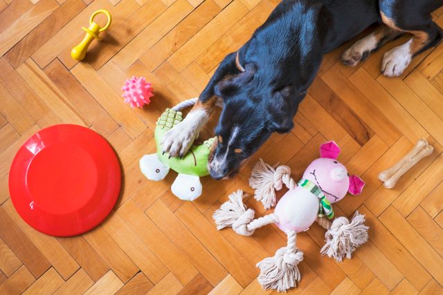 Premium Pet Accessories